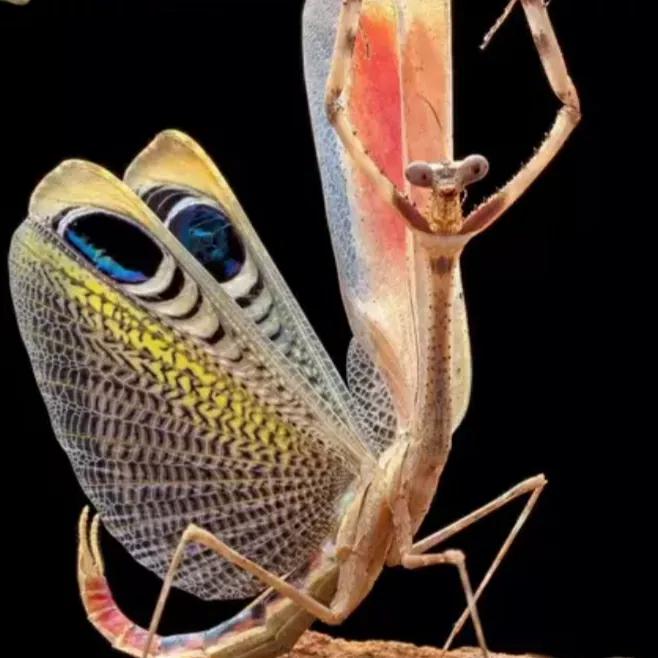 螳螂吃掉自己丈夫的头,螳螂为什么吃掉配偶螳螂吃蛇