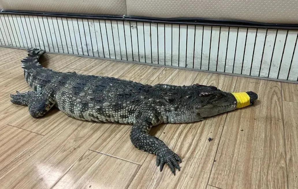 菏泽环城公园惊现鳄鱼，系从水产门市偷跑，已归还失主