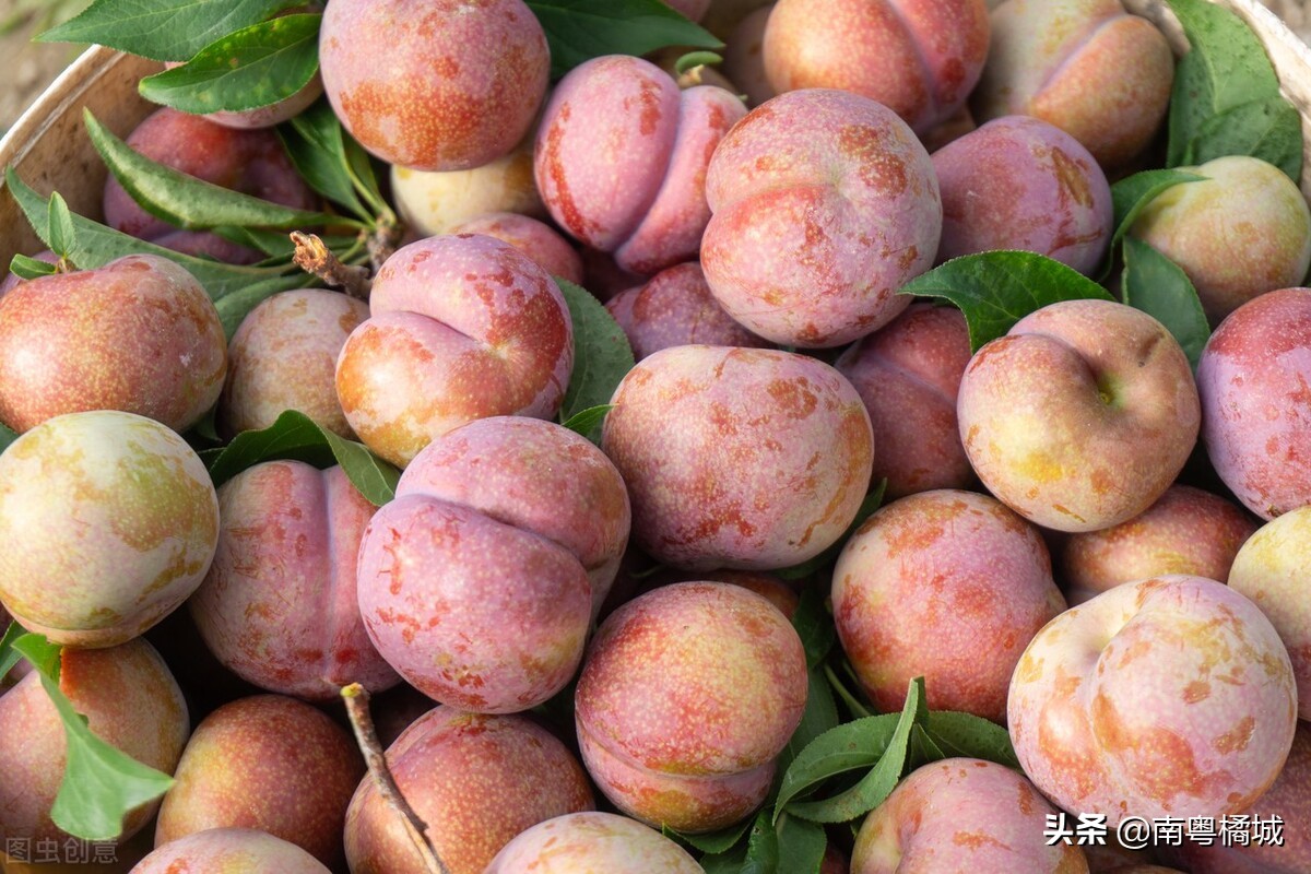 广东茂名市职业学校,茂名中职学校规划