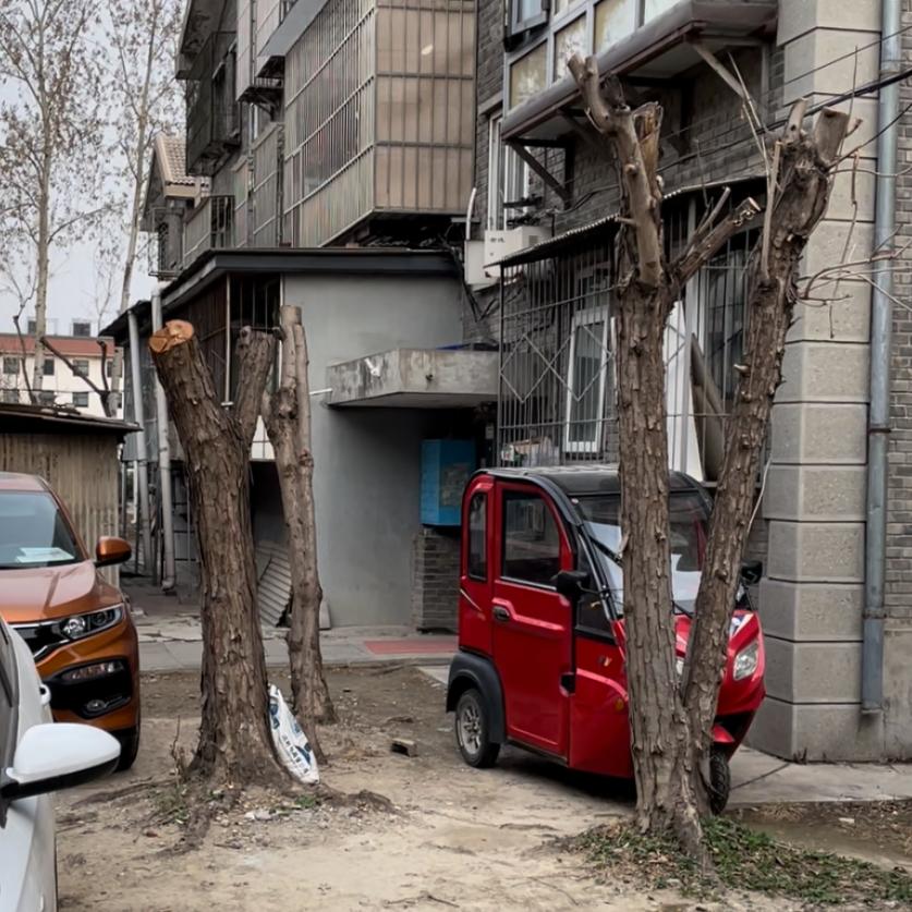 植树节养护树木护绿报道,植树节种树的步骤和注意事项
