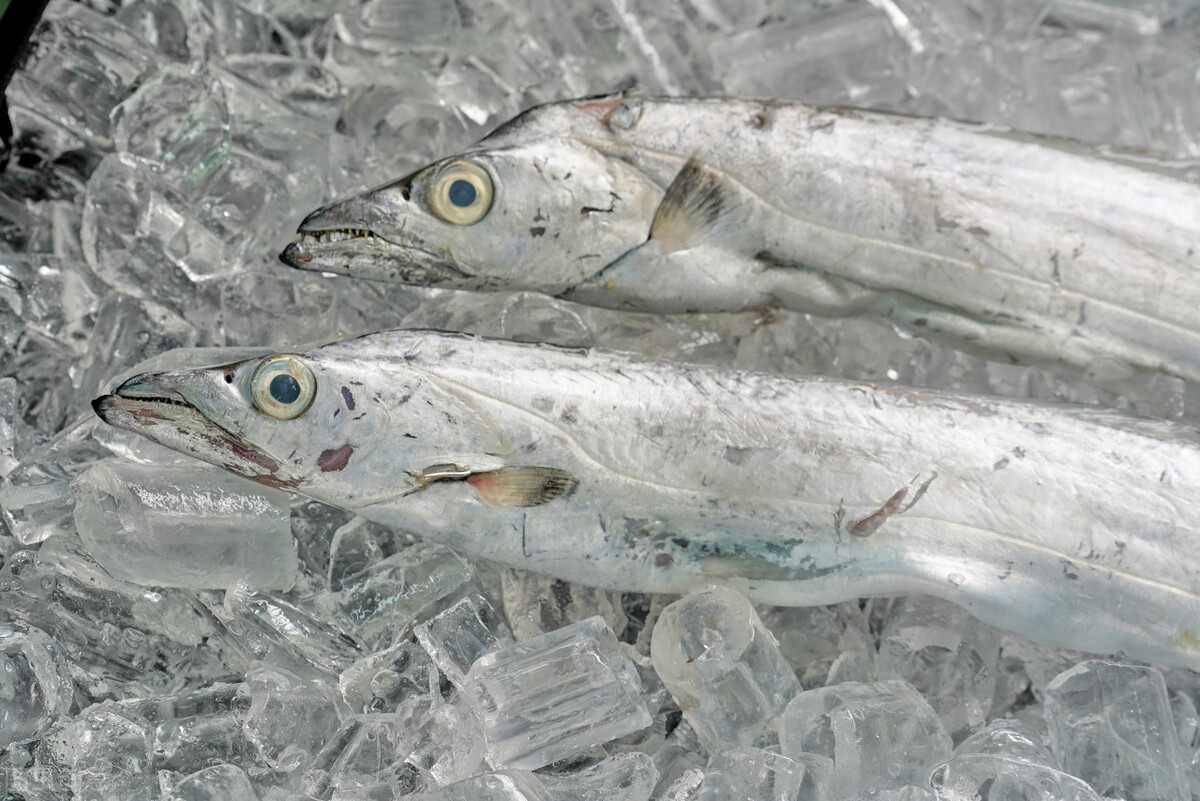 野生鱼与人工养殖哪个好,野生鱼一定比人工养殖的更安全