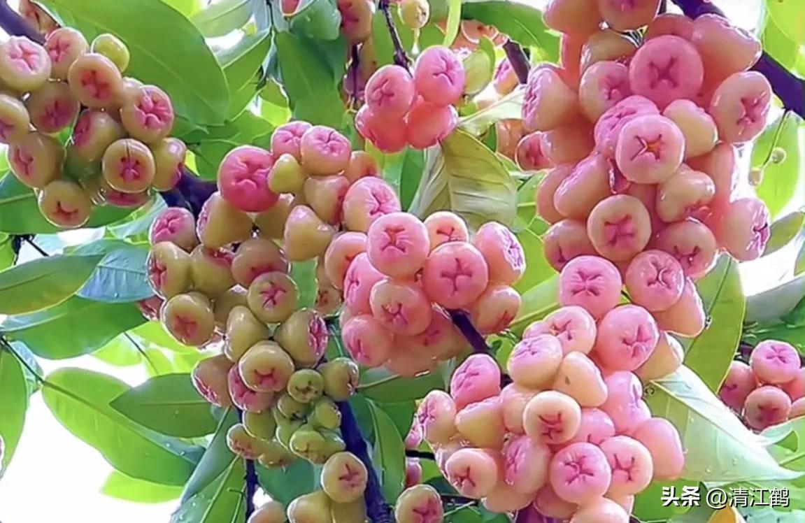 常用植物生长调节剂正确使用方法,植物调节剂喷后几个小时见效果