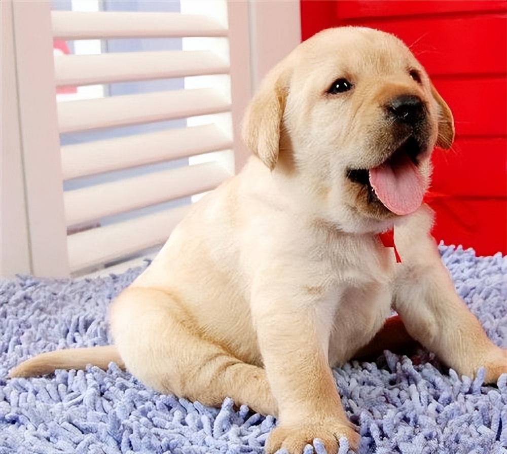 养狗过来人的技巧,养狗新手入门必知拉布拉多