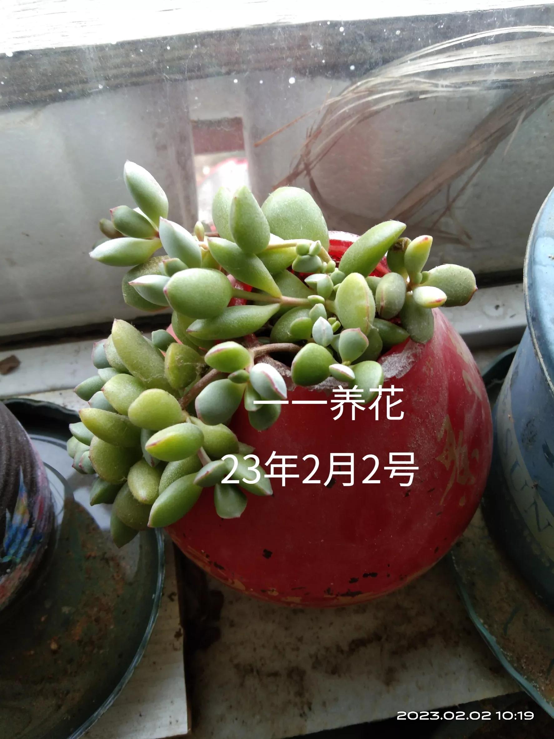 用过酒瓶能养花吗,用酒瓶养花养什么花