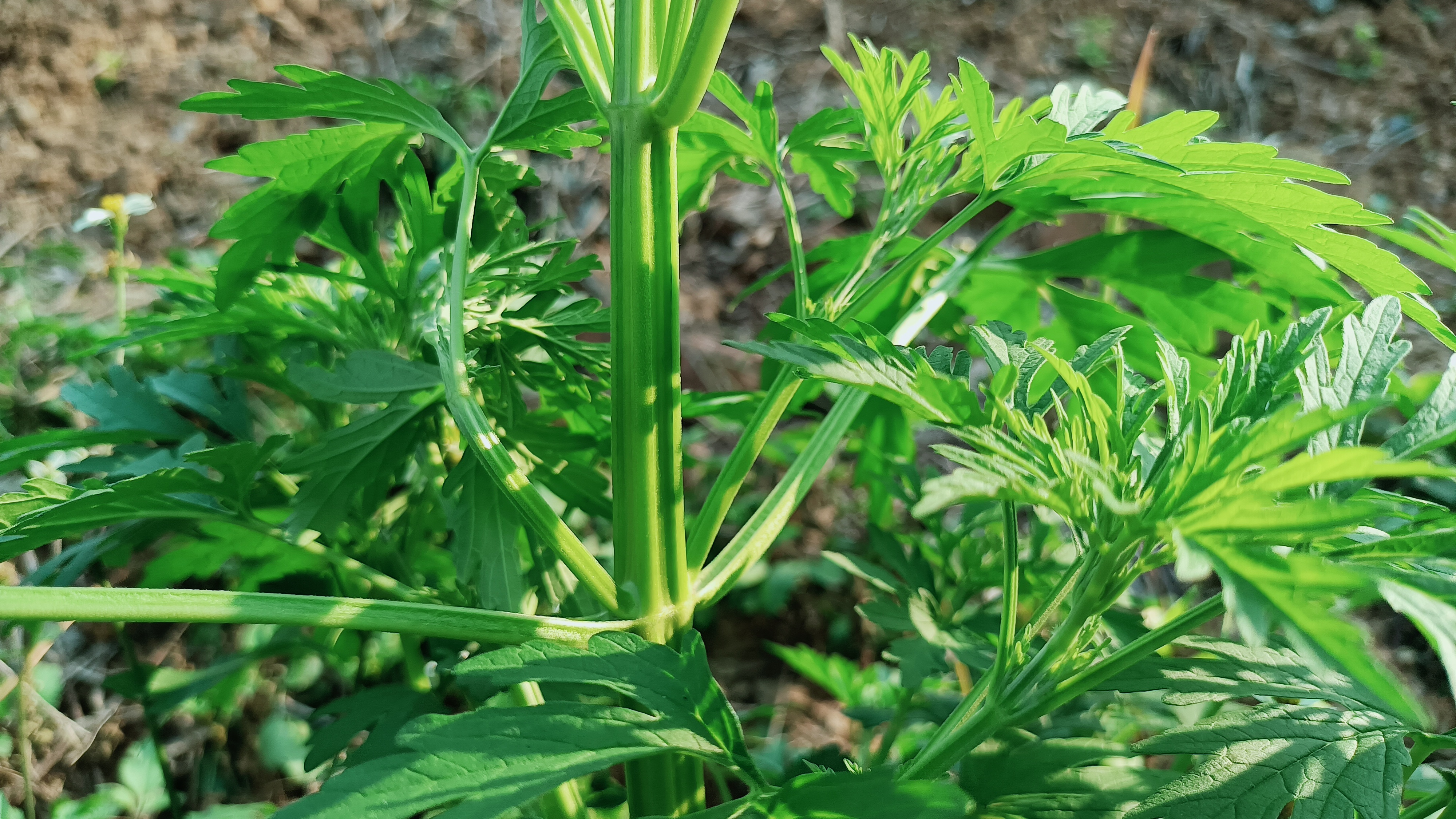 农村常见植物益母草,常被称为“女人草”,煮水作用厉害了