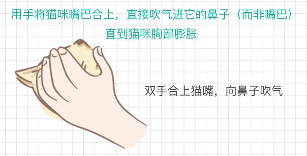 猫咪吃东西被噎住,猫咪吃东西卡住怎么救