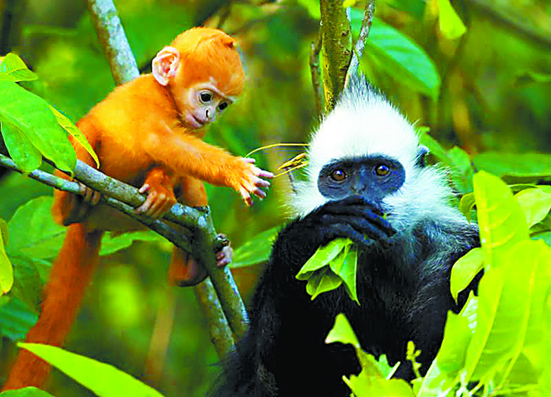 崇左是个怎么样的城市,崇左在哪里属于哪个省哪个市