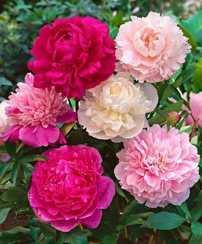 母亲节适合送女朋友妈妈花吗,母亲节送给妈妈礼物手工花