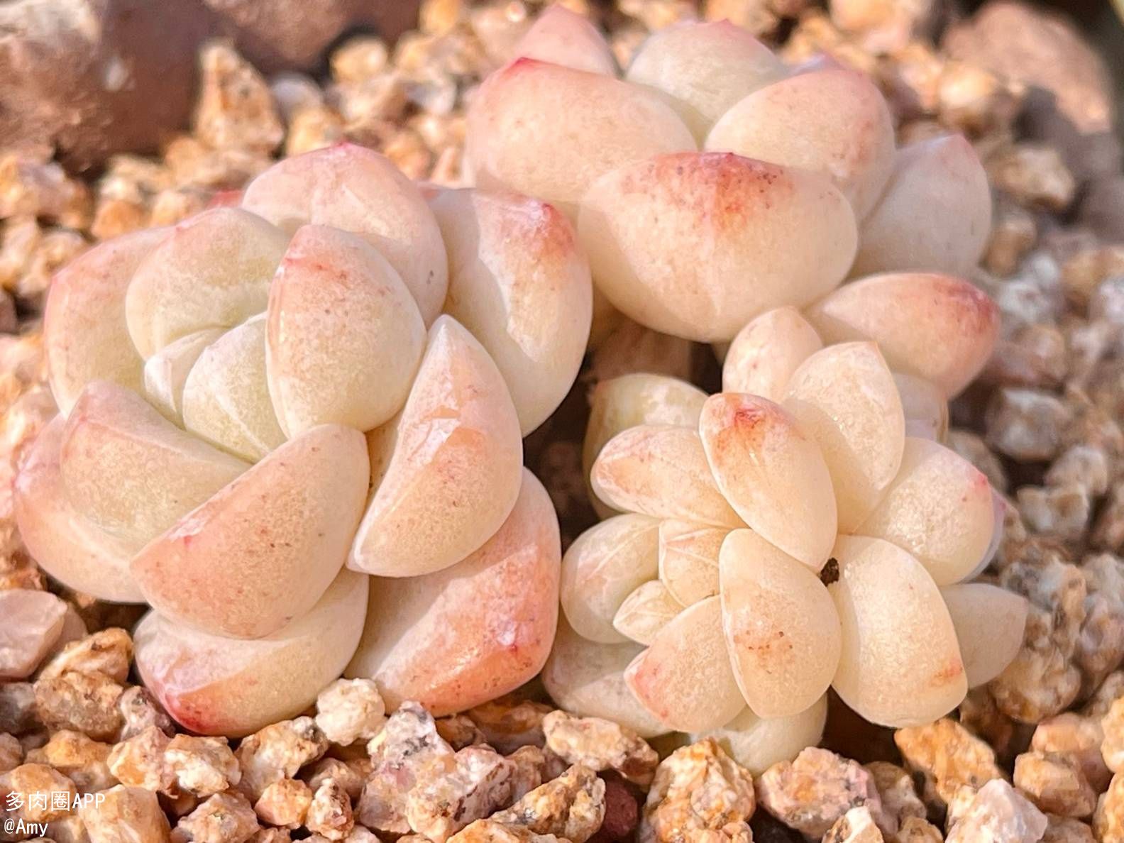 冬季遇上这些冻害不要怕，教你几个小妙招~一个字：稳