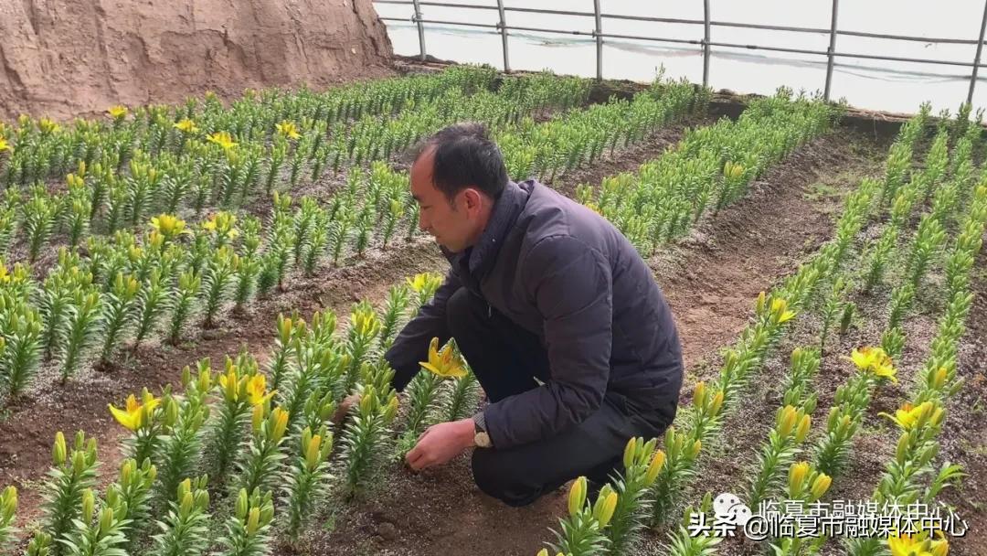 香水百合试种成功！临夏市折桥镇*庄大**村喜添“花样”产业