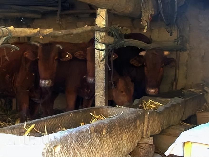 小迷糊犯病了,小迷糊恢复正常