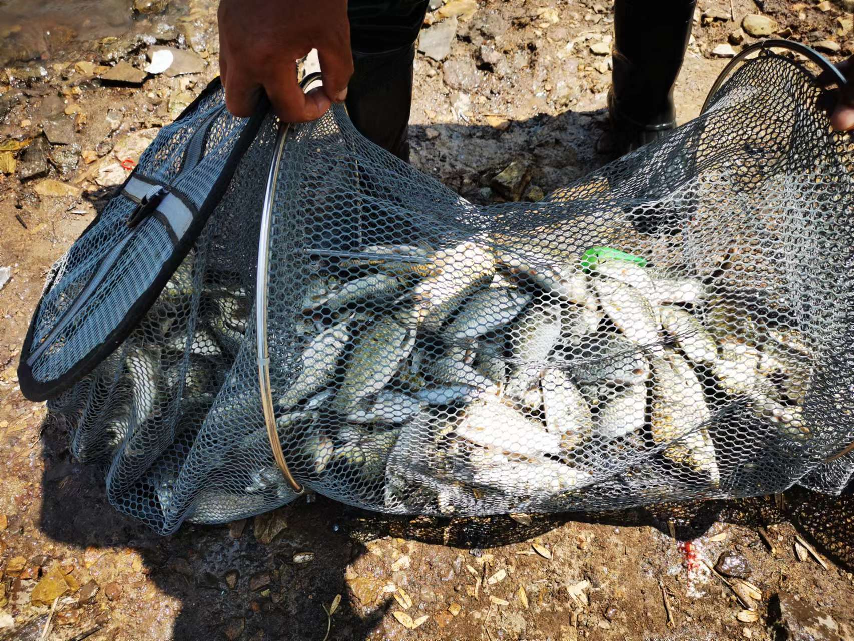 抚顺新宾尹家水库钓鱼,沈阳新开河钓鱼攻略