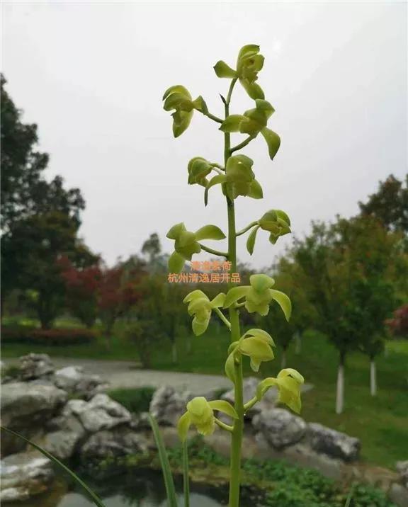 杭州兰展上，一盆蕙兰惊艳众人，兰花主人说什么也不卖