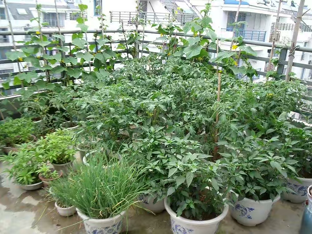 阳台夏天种这六种菜,阳台种花种菜需要几个小时的光照