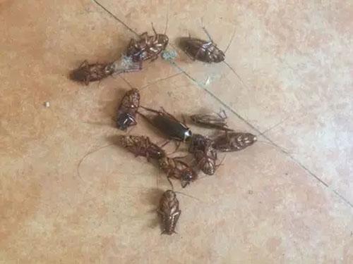 拜灭士杀蟑胶饵灭蟑螂的原理,灭蟑螂喷雾和灭蟑诱饵哪个好用