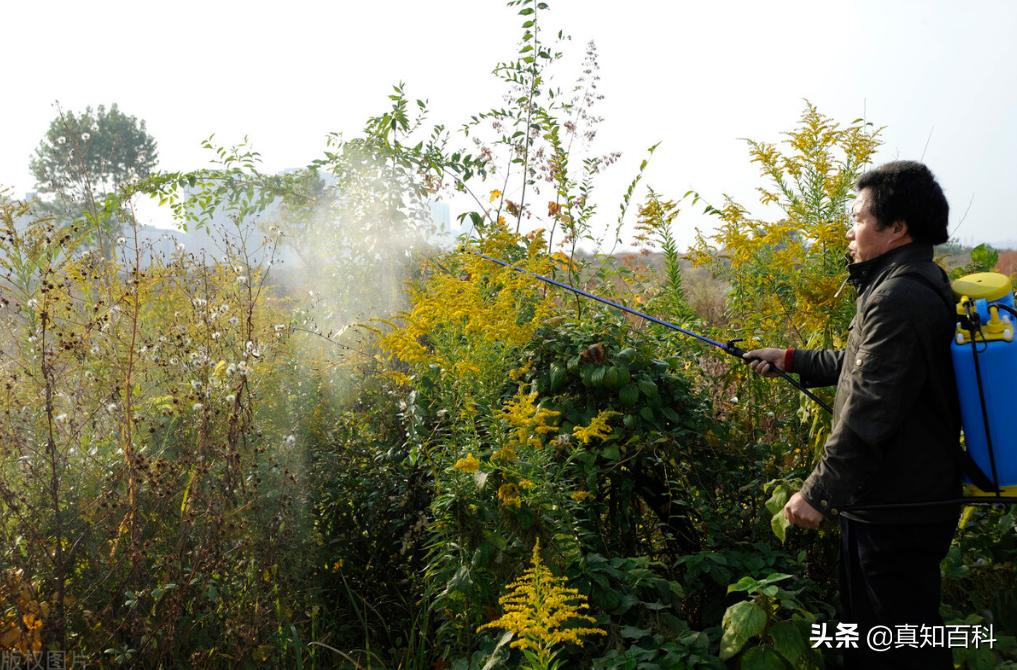 加拿大一枝黄花入侵现状,加拿大一枝黄花可以入侵哪些区域