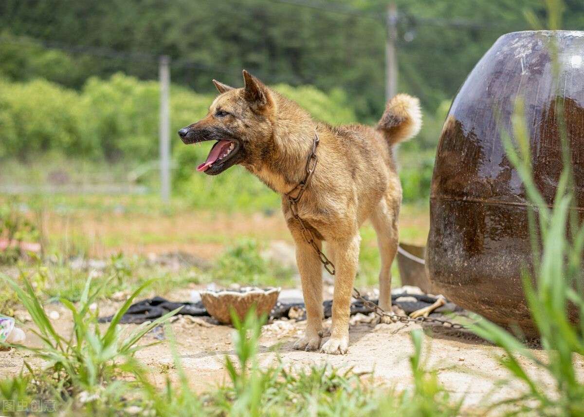 狗吃了泡芙不吃狗粮了怎么回事,狗吃泡芙后不吃狗粮