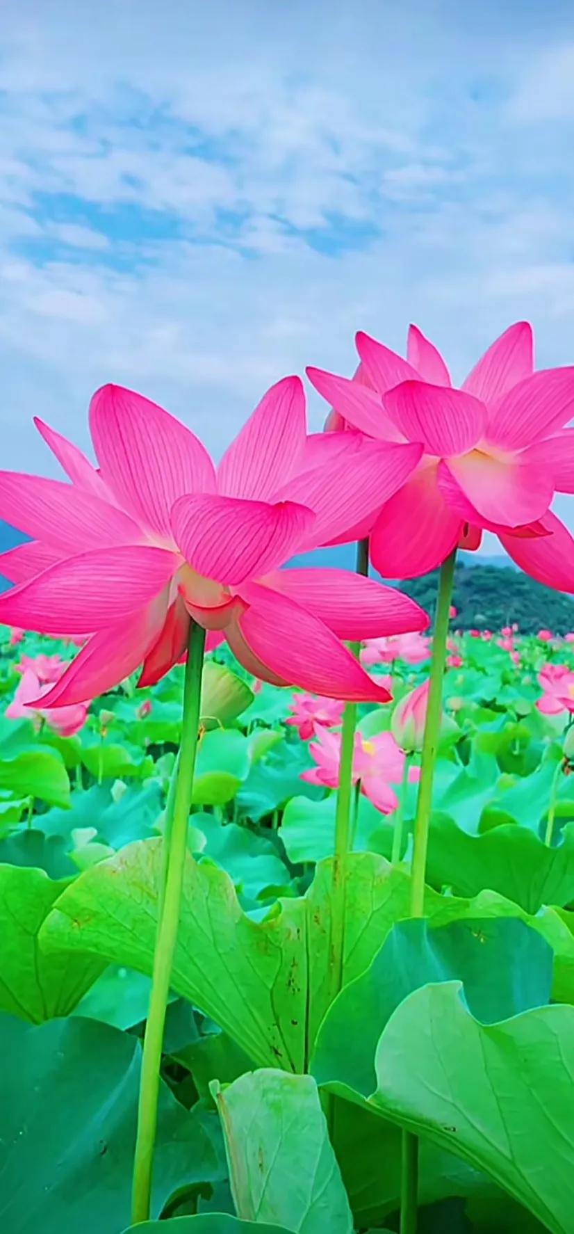 夏的季节荷花图片,三夏荷花图片