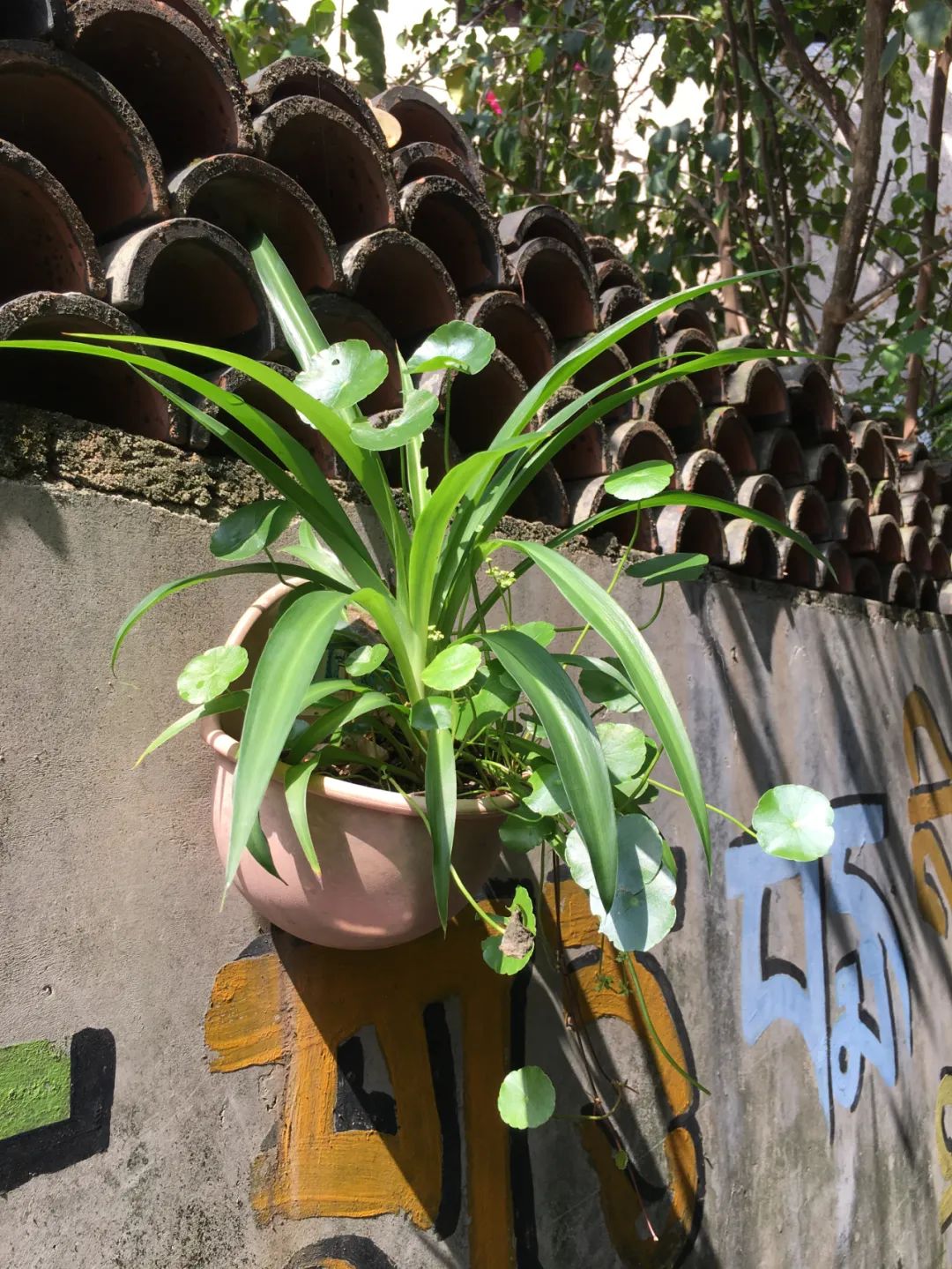 《旭光骑行深圳》第22站——龙华区观湖街道