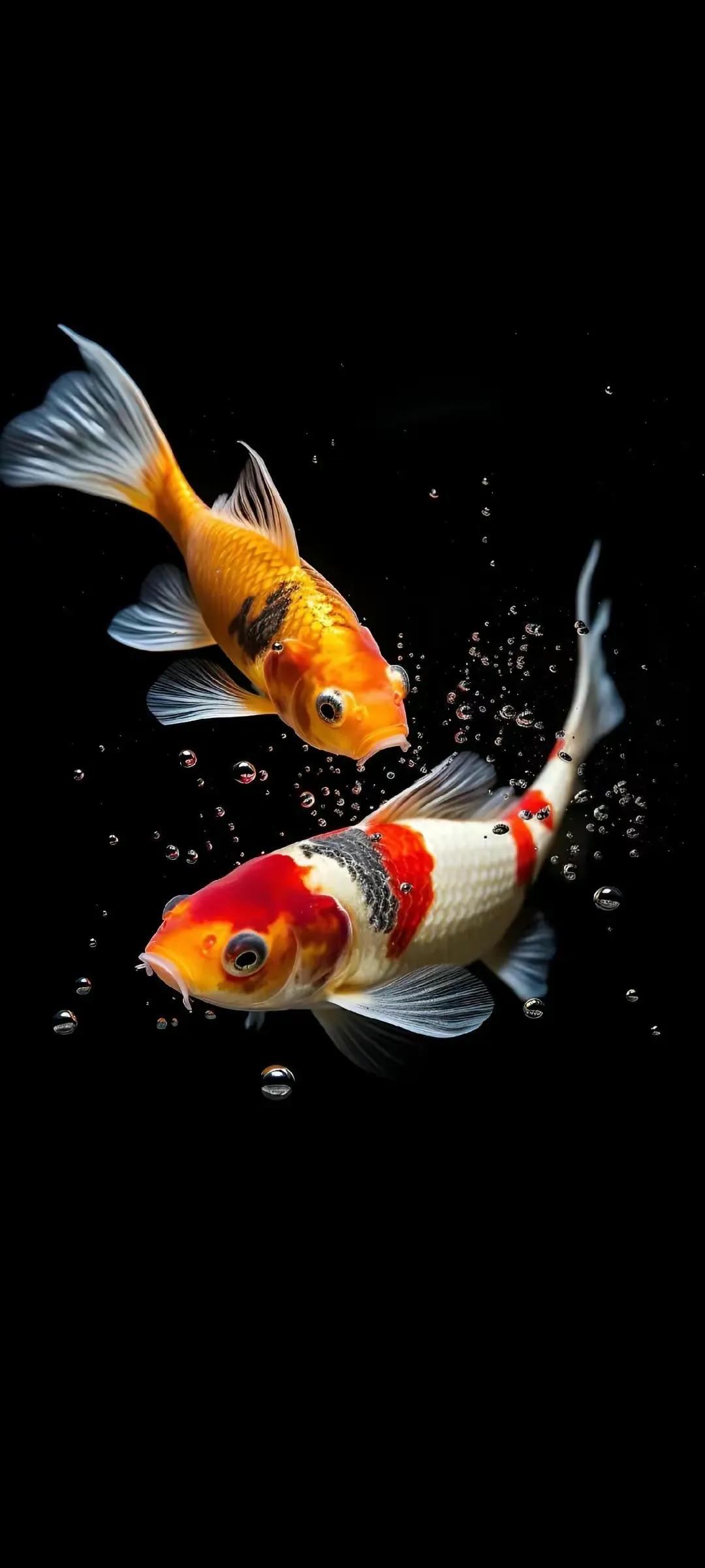 多姿多彩锦鲤图片,锦鲤鱼的照片大全大图可爱