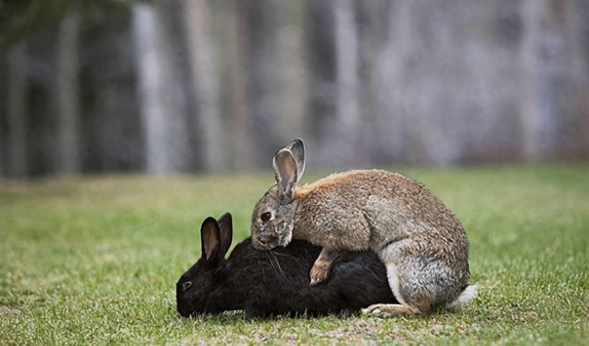 兔肉营养丰富,兔肉为啥没有营养
