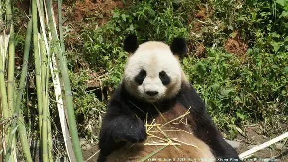 熊猫界几大家族,熊猫的种类有多少种