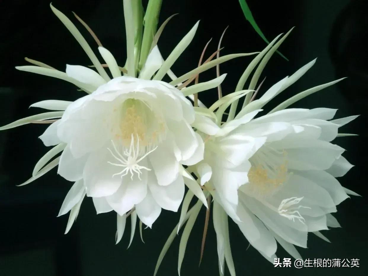 十种可以食用的花,十大适合吃的花