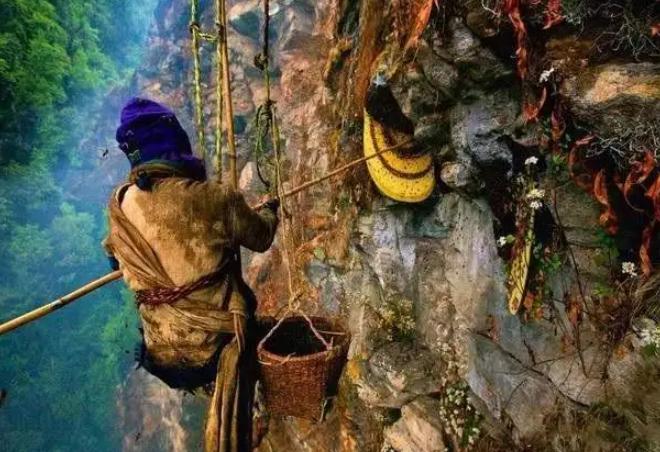 喜马拉雅山采蜜人：绝壁采蜜，专供尼泊尔皇室，一公斤卖3500美金