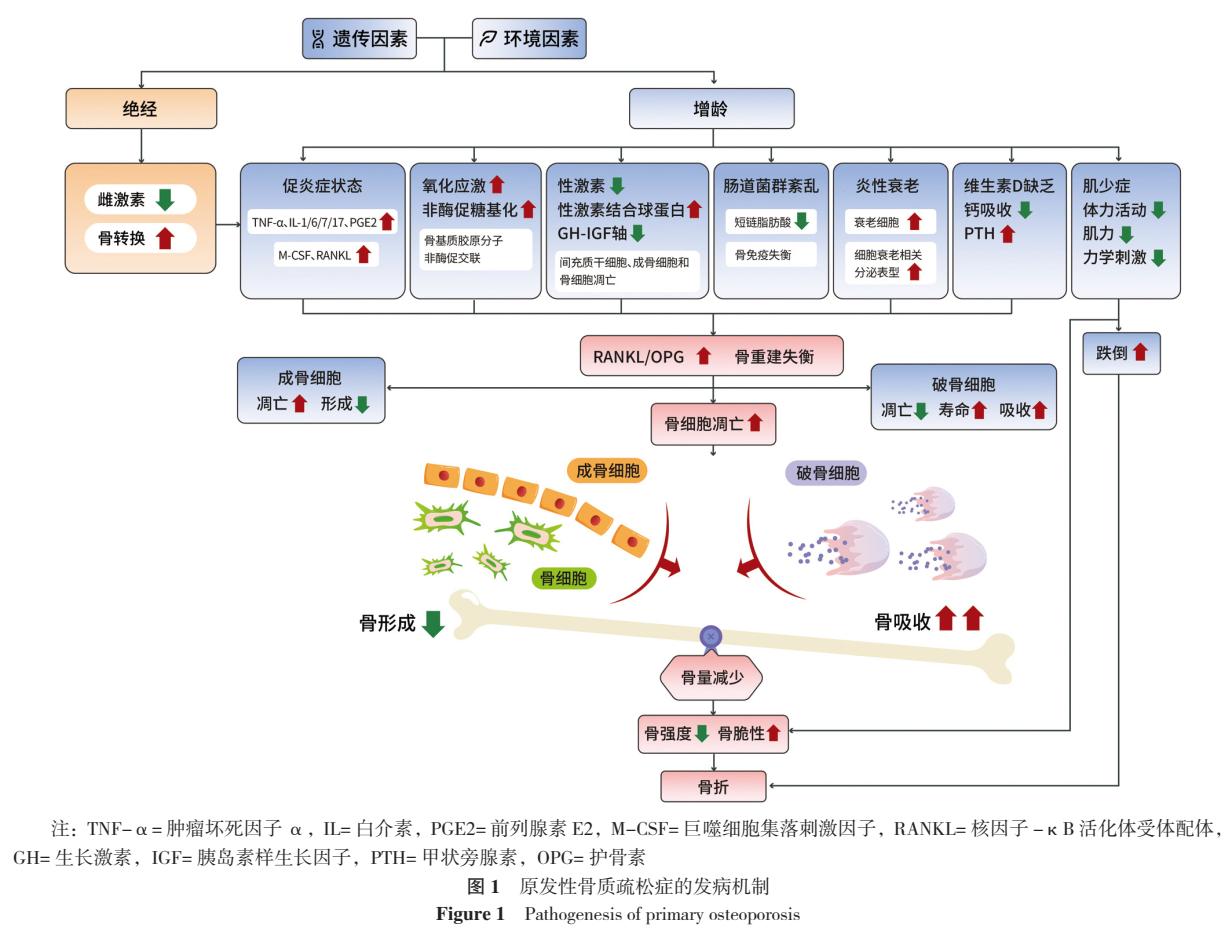 原发性骨质疏松诊疗指南,原发性骨质疏松症诊疗指南2017