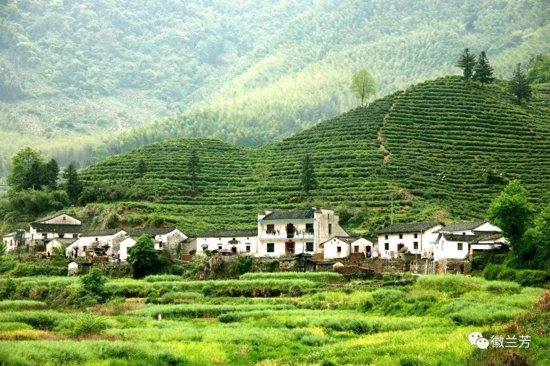 为什么买的茶叶那么绿,买茶注意什么事项