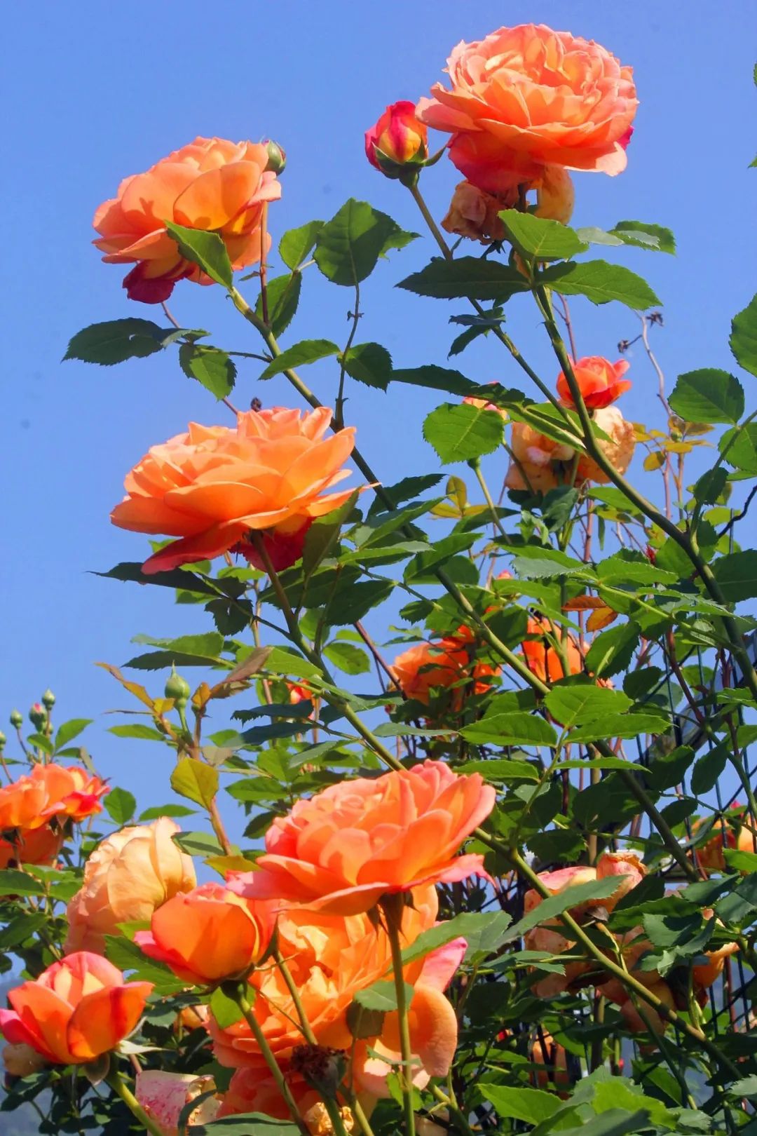 大寨玫瑰花海迷宫,花海迷宫大寨