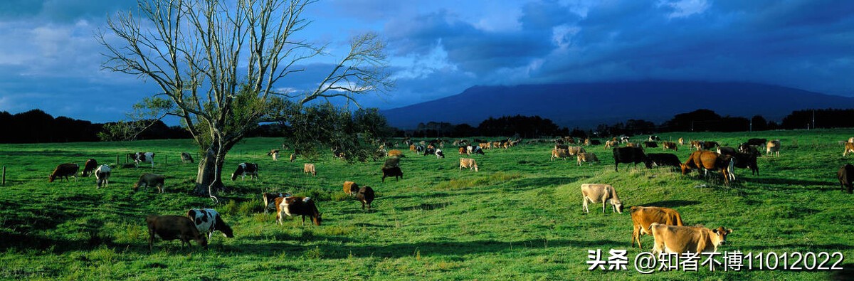 新西兰旅行27.聊聊新西兰的杂七杂八2【南岛旅游篇】【16022023】