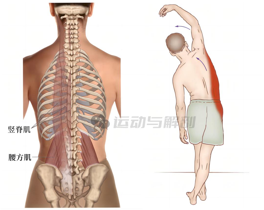 久坐缓解肌肉酸胀的方法,久坐肌肉酸痛怎么缓解