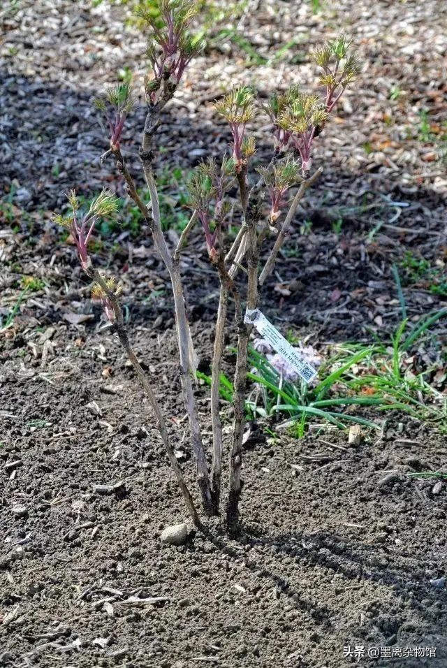 国花牡丹的历史起源,中国国花为啥是牡丹