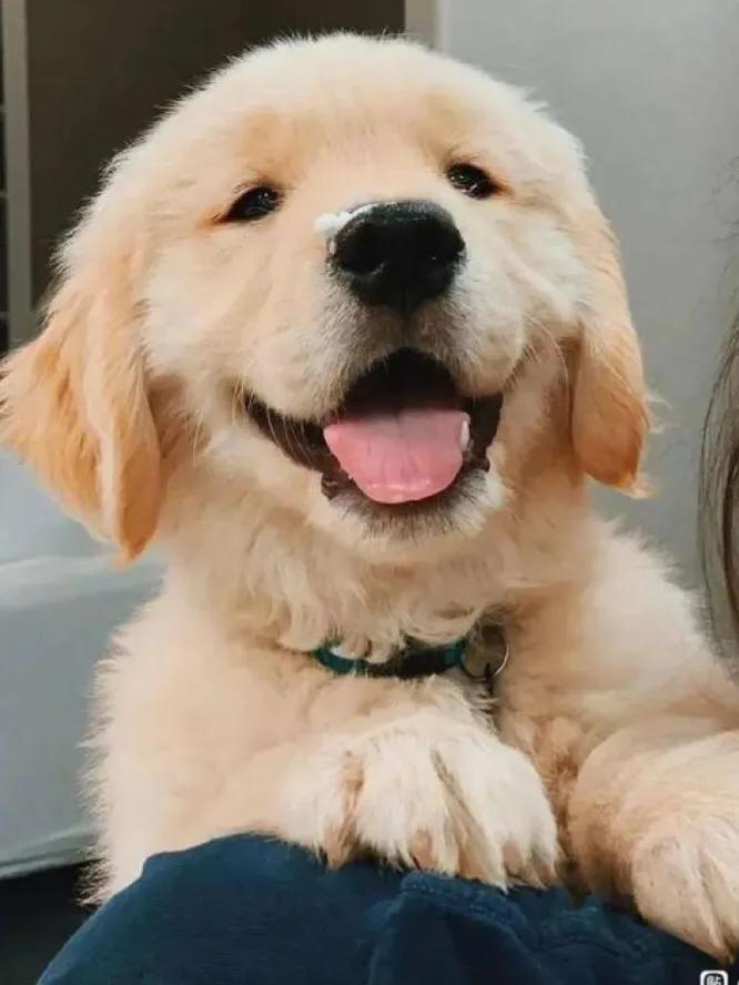 第一次养狗必看的100个技巧,新手养狗的技巧和方法