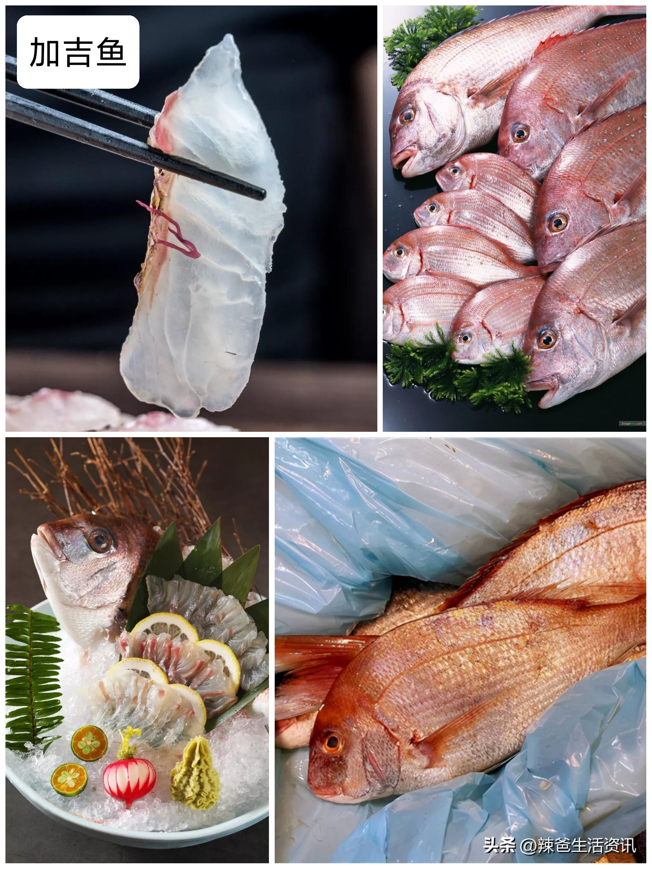 好吃的常见海鱼,比较好吃又便宜的海鱼有哪些