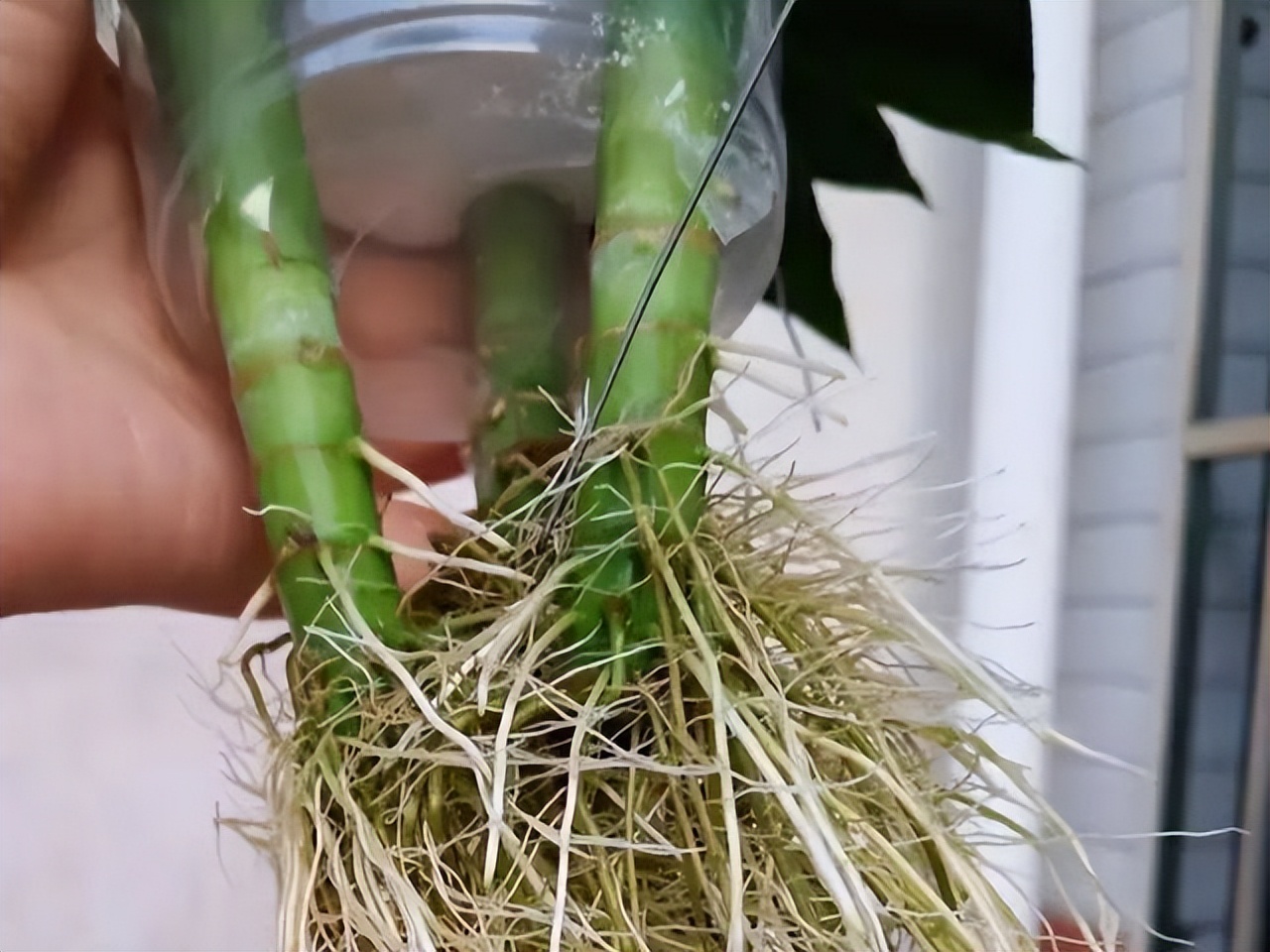 富贵竹水发臭黄叶杆干瘪,水培富贵竹水浑浊怎么办