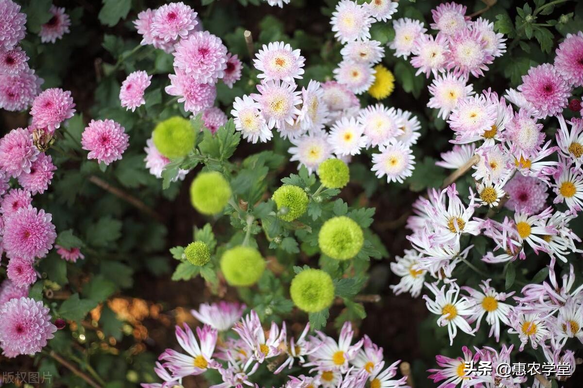 菊花种子推荐,哪些菊花种子一年四季可以种