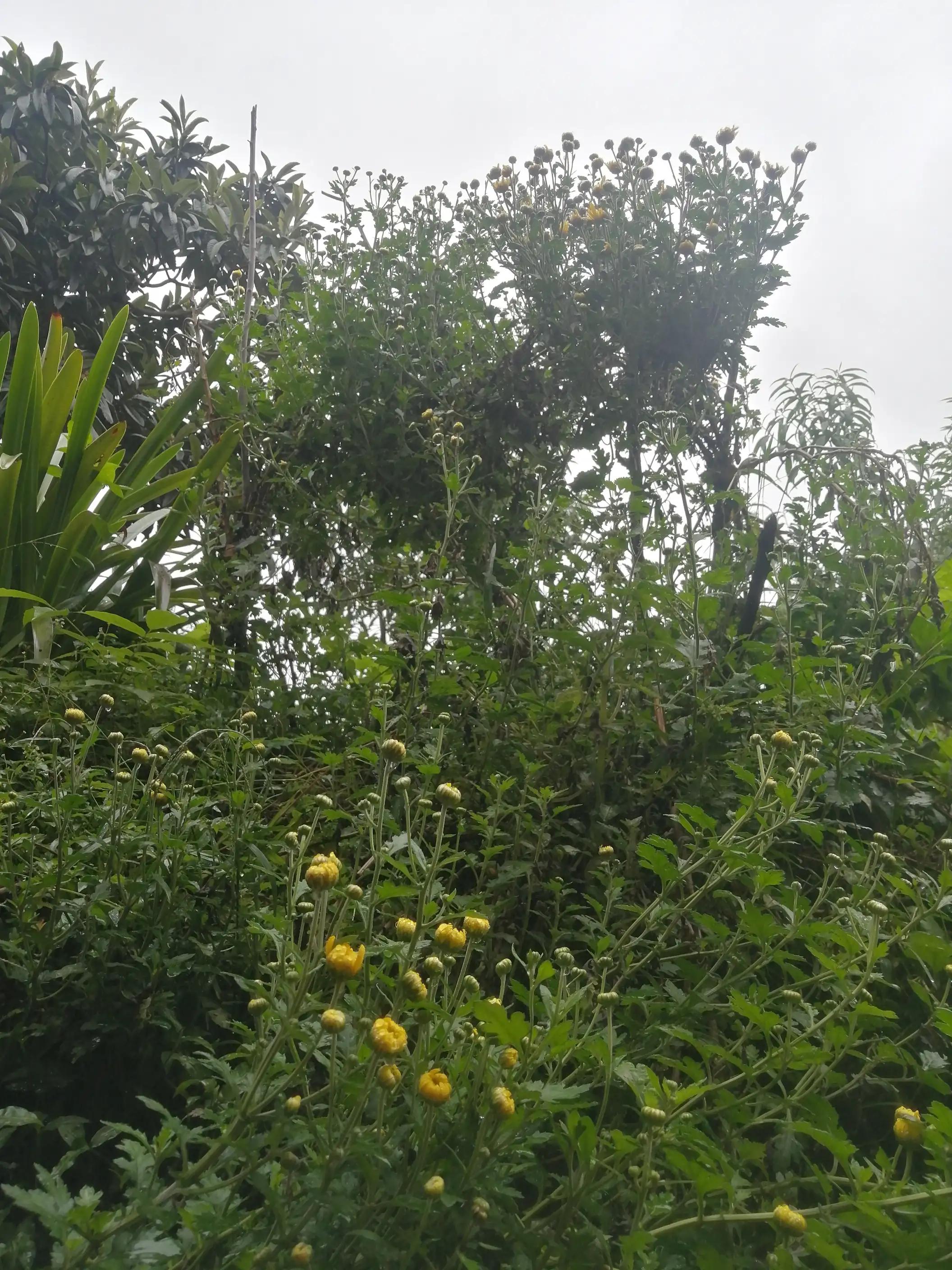 家住重山岳上山（田园七言绝句一组十万大山外的山有诗情画意）