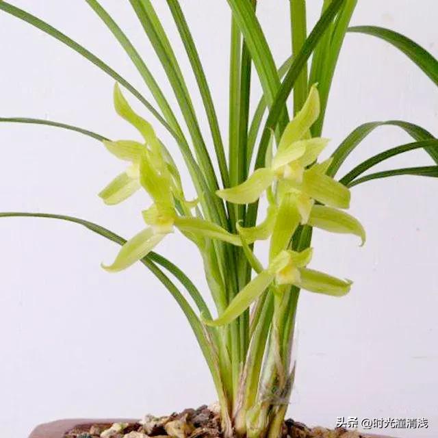 花中四君子之一兰花,兰花花草欣赏