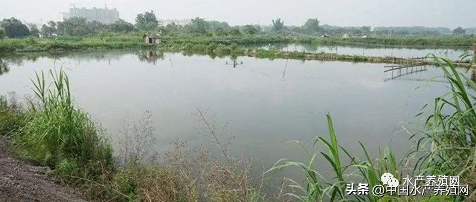 饲料不断涨价养殖户何去何从,最近饲料厂涨价有什么应对措施