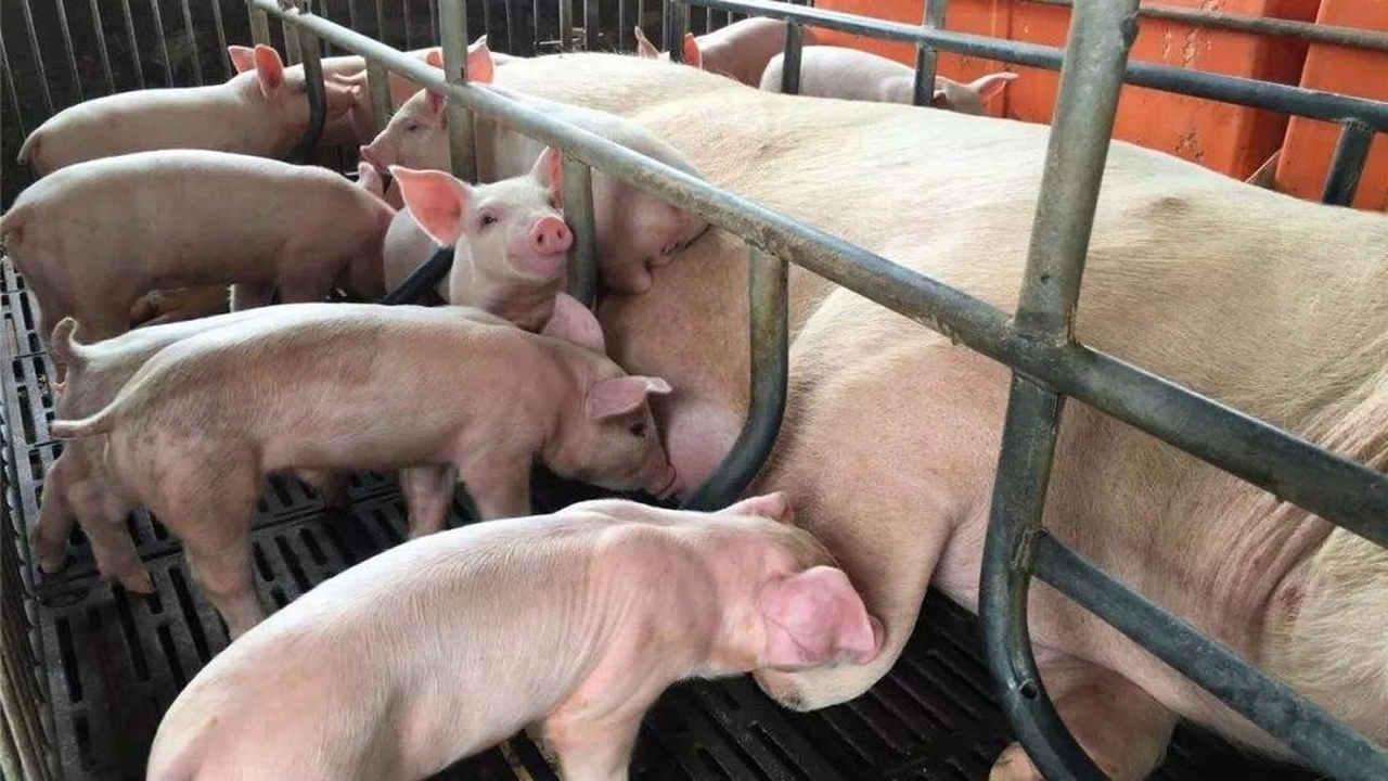 怀孕母猪热应激不吃食怎么办？母猪应激后不吃食怎么解决？