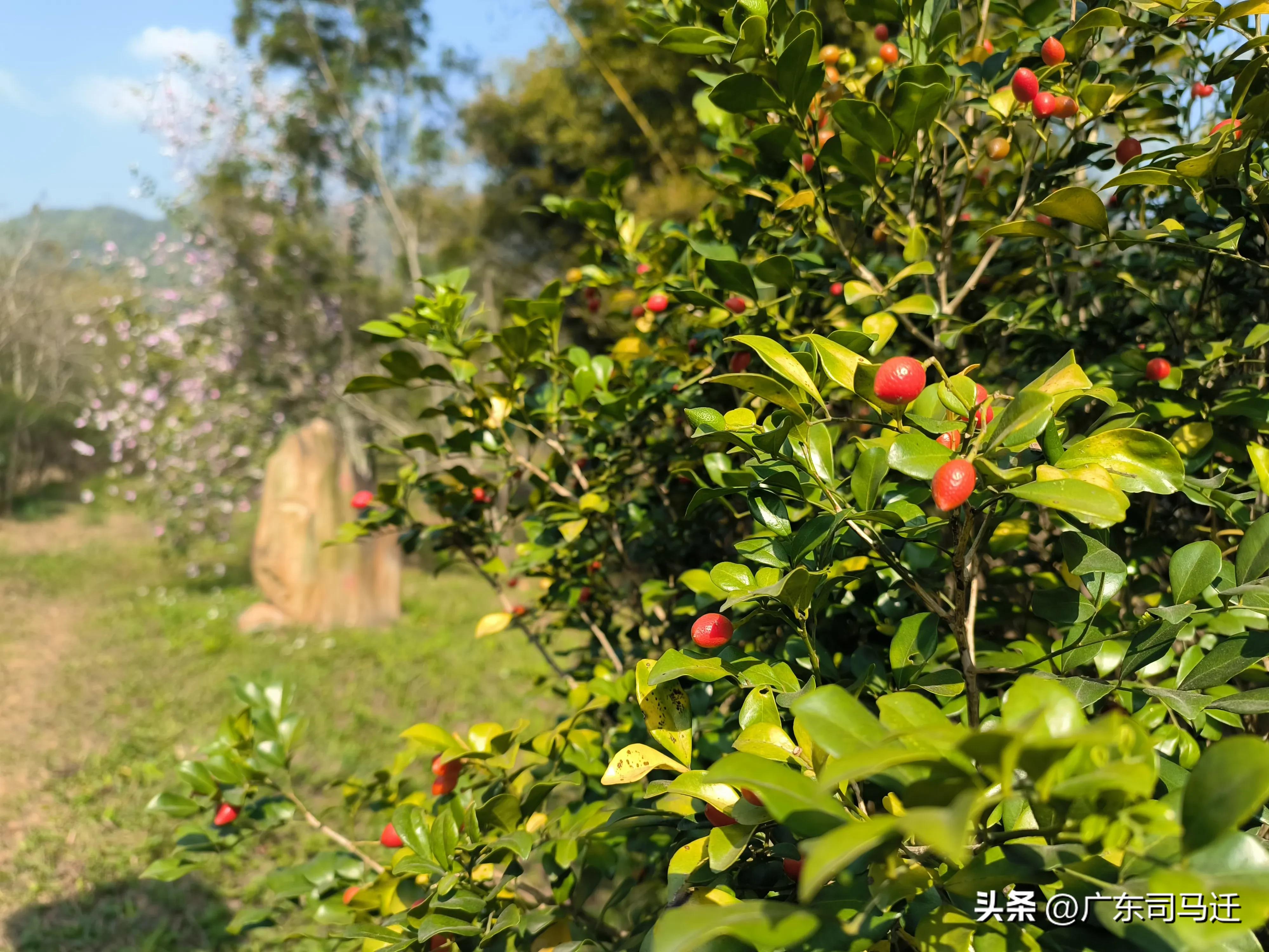 好玩的中山公园,中山公园这儿真美