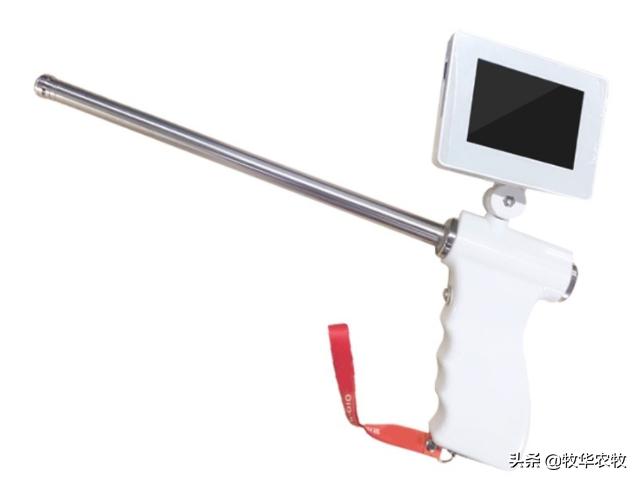 母牛人工授精技巧方法,母牛人工授精的方法