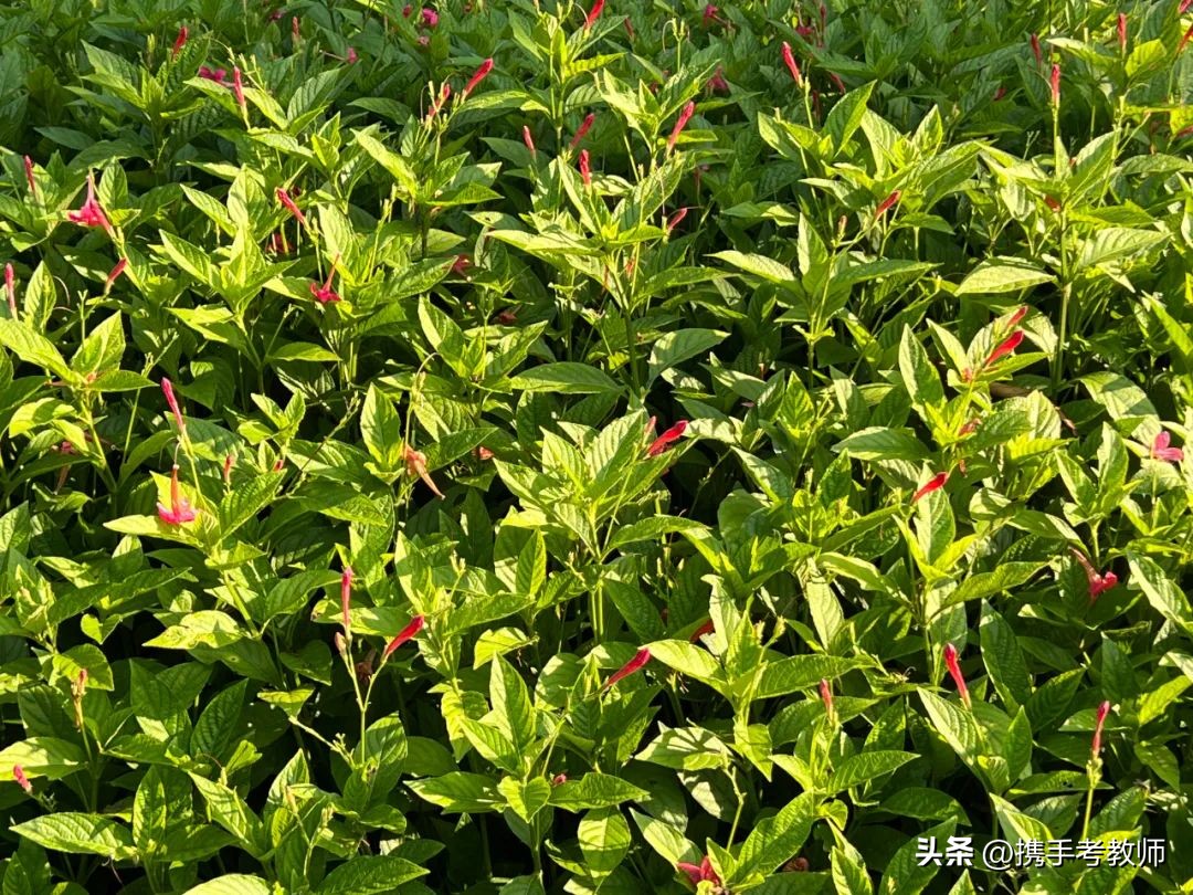 艳芦莉花期多长,艳芦莉花期