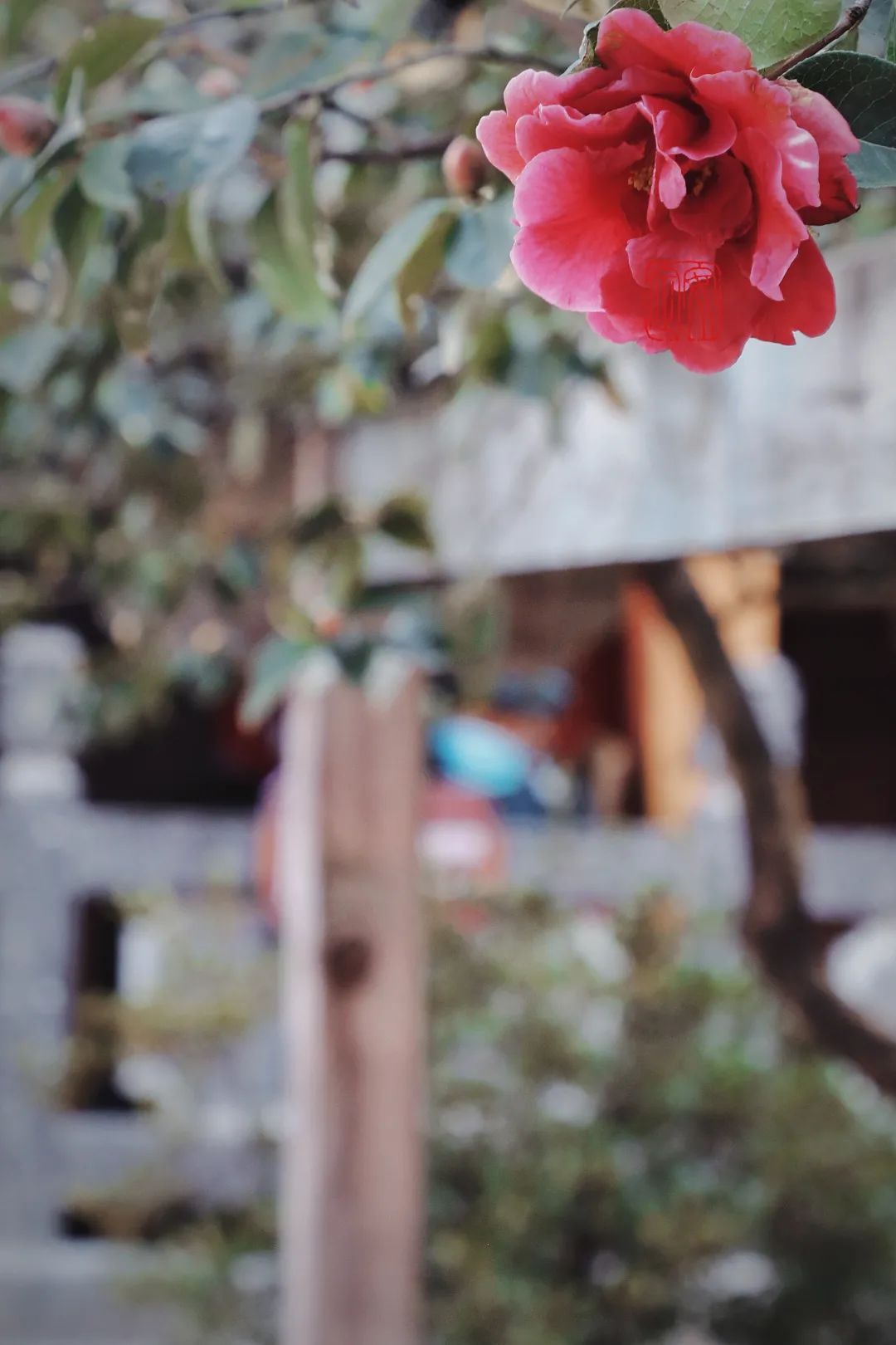 玉峰寺茶花,昆明金殿看茶花
