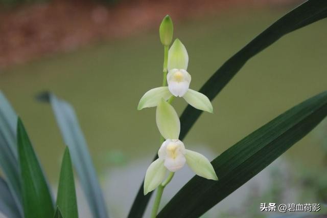 偷三盆兰花200万被判15年,最新盗兰花案件