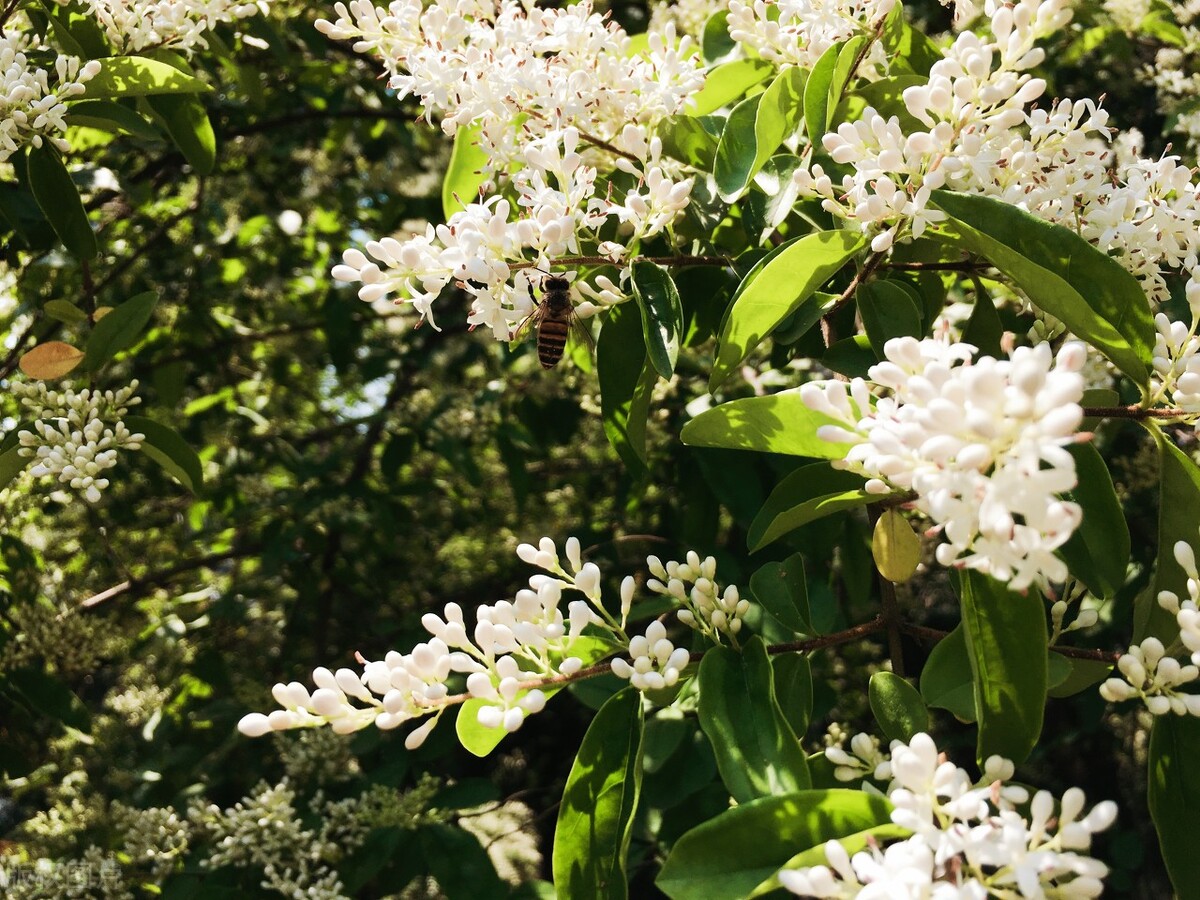 小叶女贞,小叶女贞球