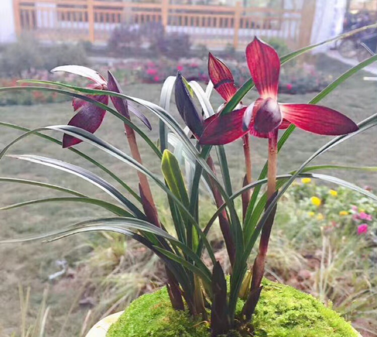 春兰滇红素和娄山红哪个更值得养,春兰娄山红一苗冬天能开花吗