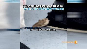 仓鼠坐地铁被发现,突然碰到仓鼠仓鼠被吓了一跳